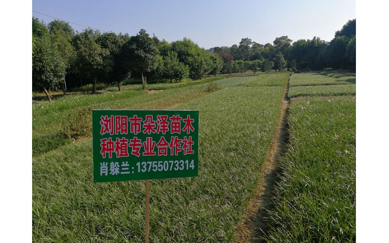 湖南華苑苗木基地實(shí)圖1